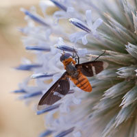 Exoprosopa cf lucidifrons